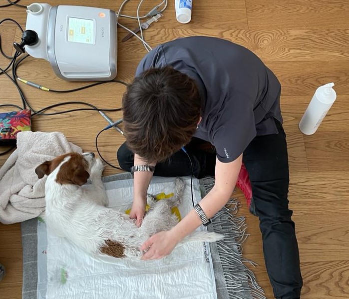 Terapia tecar z użyciem bransoletek na psim pacjencie